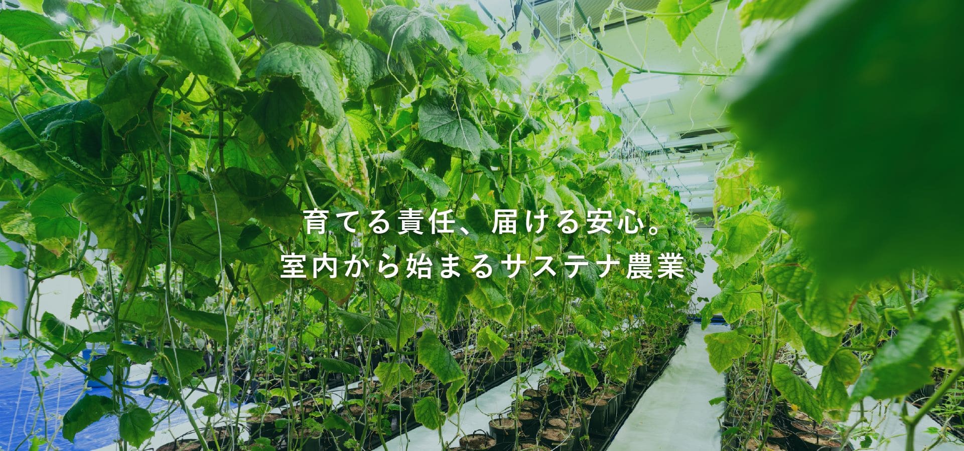 育てる責任、届ける安心。室内から始まるサステナ農業